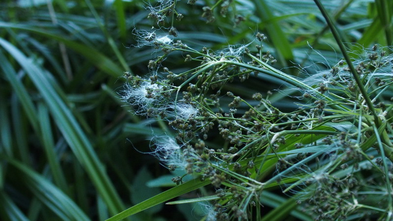Scirpus sylvaticus (Cyperaceae)